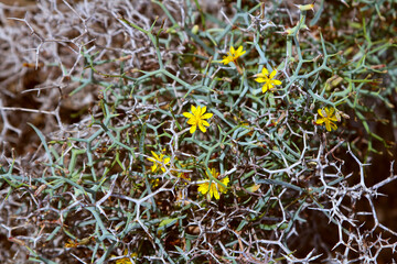 Launaea arborescens a thirny shrub growing in the semi-deserts of North Africa (Tenerife, Spain)