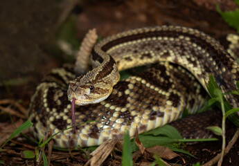 Rattlesnake readies to strike in the jungles of Costa Rica