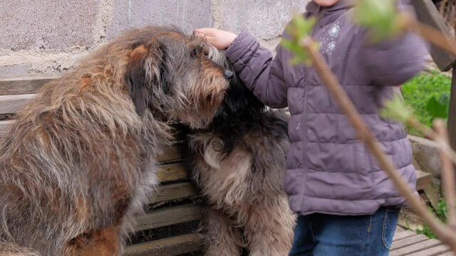 Child combing big black white fluffy dog. Care long wool thick-coated pet. Canine comb. Love supportng caring adoption concept. Polish Lowland Sheepdog on wooden bench. Street homeless mongrel shelter