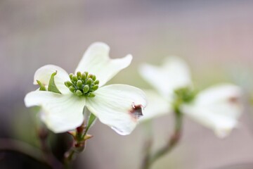 Obraz premium ハナミズキ