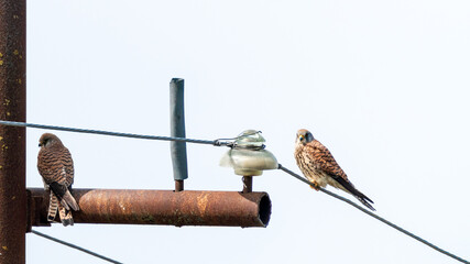 Bird of prey kestrel on a pole