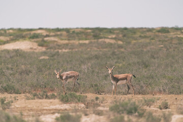 Naklejka premium Goitered gazelle Jeyran in field. Wildlife nature reserve