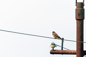 Bird of prey kestrel on a pole