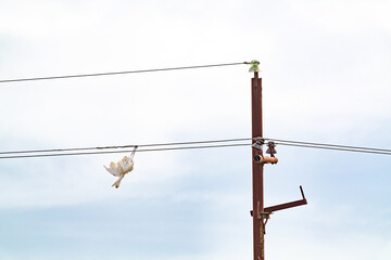 Electrocution bird on a pole