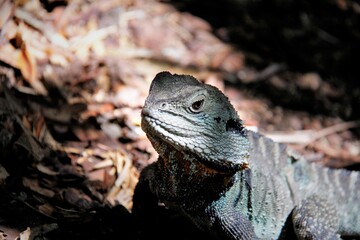 Reptiles of Australia: lizard 