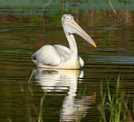 pelican in the water