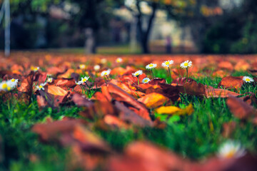 Daisy flowers blossom in Autumn