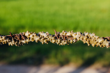 Tinospora cordifolia with sunlight. Thai herbs for medicine.