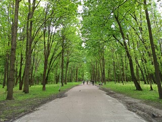 City park with large trees. People have a rest in park with big trees