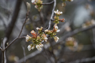 Kirschblüte Nahaufnahme