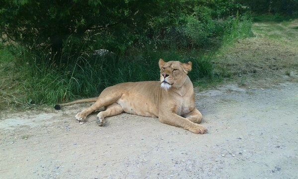Lion