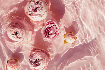 Roses in water with ripple on pink background