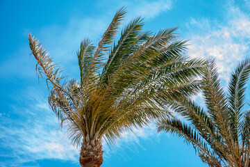 Obraz na płótnie Canvas Palm trees swing their green branches in the wind against the blue sky with clouds.
