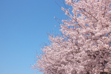 Flowers sakura flowering on spring sakura tree and the background is the sky, nature