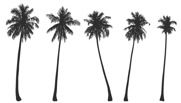 Set of silhouettes of five palms. Good detail. Isolated objects on white background 