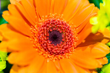 Orange Flower Macro