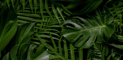 Obraz na płótnie Canvas Monstera green leaves or Monstera Deliciosa in dark tones(Monstera, palm, rubber plant, pine, bird’s nest fern), background or green leafy tropical pine forest patterns for creative design elements. 