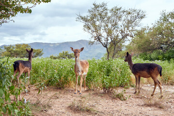 Naklejka na ściany i meble Three deer standing in a field with the hill in the background on a cloudy day in a natural park. The one in the middle looks at the camera and the others don't. Cordoba, Argentina, South America.