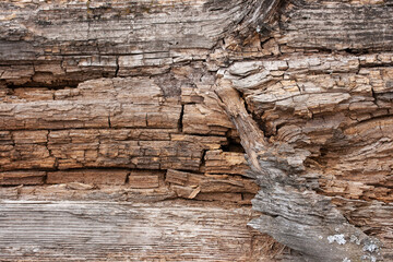 Background from brown rotten and rotten tree trunk