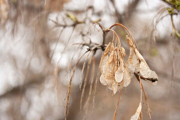 Dry beige American ash-leaved maple seeds