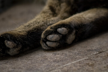 cat paw detail