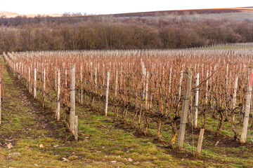Fototapeta na wymiar Beautiful panoramic view of the vineyards in the Krasnodar Krai in early spring.