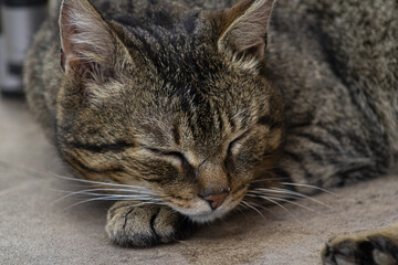 portrait of a cat