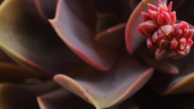 Echeveria Rosette flower bud succulent house plant macro deatail