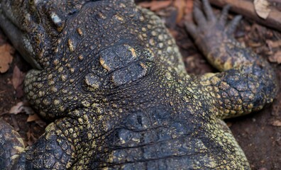 Close up of crocodile leather skin texture background