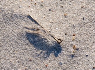Closeup of Bird Feather, Twig, Sea Shells and Grains of Sand on Beach in Gulf Shores, Alabama, USA