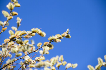 Pussy willow branches with catkins, soft fluffy spring buds in sunlight. Early spring Easter background. Text space. Traditional decoration for Palm Sunday in Europe