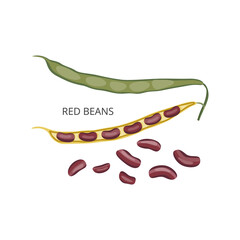 Red beans or kidney beans in pods and without, flat vector illustration isolated.