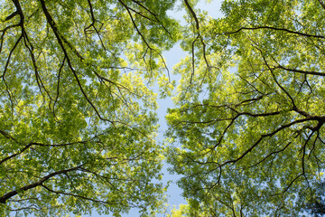 空に広がる美しい新緑②