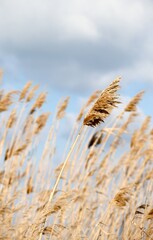 Dry reed on the lake, reed layer, reed seeds. Golden reed grass, pampas grass. Abstract natural background. Beautiful pattern with neutral colors. Minimal, stylish, trend concept