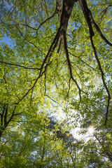 空に広がる美しい新緑①