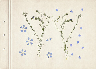 Pressed and dried herbs. Scanned image. Vintage herbarium background on old paper. Composition of the grass with blue flowers on a cardboard.	