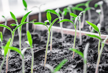 Potted sprouted tomato and pepper. Spring seedlings nursery tray. Seedlings of tomatoes in pot. Baby plants sowing in peat pots. Trays for agricultural seedlings.