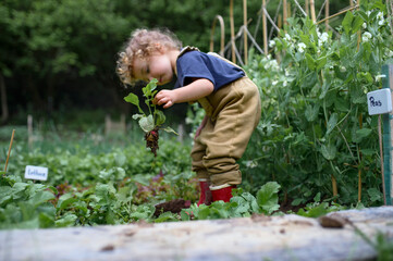 Portrait of small girl working in vegetable garden, sustainable lifestyle.