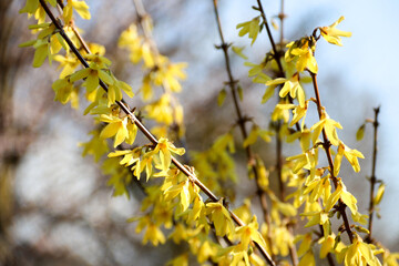 Fototapeta na wymiar Yellow forsythia branch in springtime is an ornamental deciduous shrub. Forsythia flowers. Golden Bell, Border Forsythia blooming in spring garden bush.
