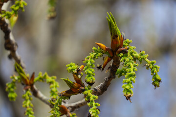 branch with buds