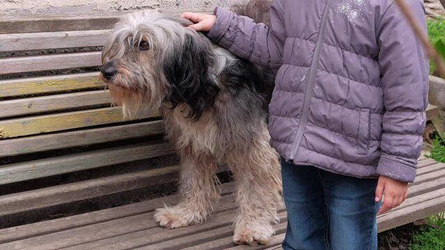 Child combing big black white fluffy dog. Care long wool thick-coated pet. Canine comb. Love supportng caring adoption concept. Polish Lowland Sheepdog on wooden bench. Street homeless mongrel shelter