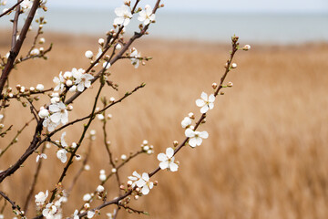 Blooming tree with white flowers. Spring flowers background