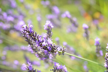 Blumen 1348