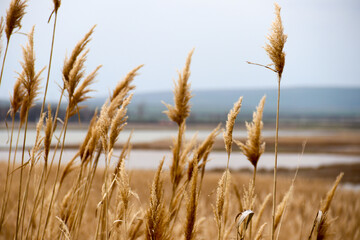 Fototapeta premium Dry reed on the lake, reed layer, reed seeds. Golden reed grass, pampas grass. Abstract natural background. Beautiful pattern with neutral colors. Minimal, stylish, trend concept