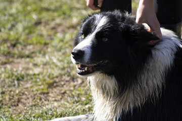 portrait of a black dog