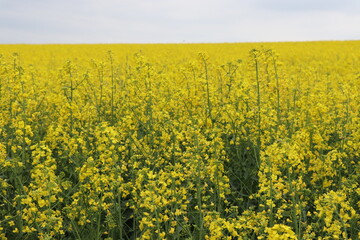 A bright yellow rapeseed field before the coming storm. Flowers before a thunderstorm. The sky is overcast.