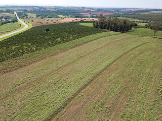 fazenda de plantio de monocultura