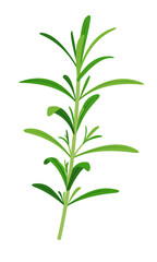 Vector rosemary sprigs icon in flat style isolated on white background.