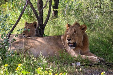 Portrait of a Lion in Etosha National Park in Namibia