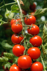 cultivation of Pachino tomatoes in Sicily in the Portopalo di Capo Passero area near Pachino